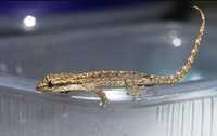 Траурний геккон (лугубріс), малюки різного забарвлення