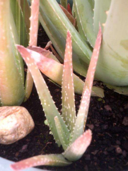 Aloe Vera Babosa Rebentos