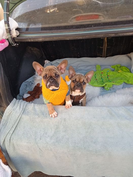 Французький бульдог