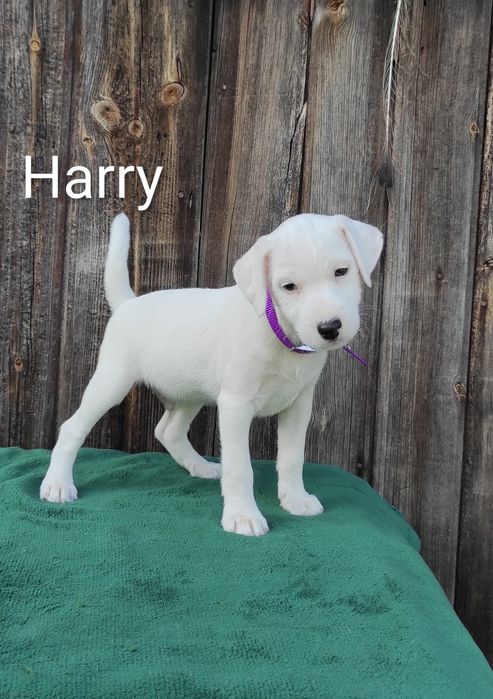 Parson Russell Terrier