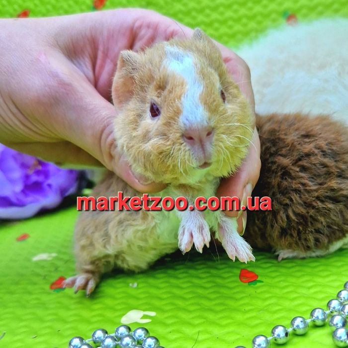 Морская свинка, морська, морские, морські свинки Тедді, тедди