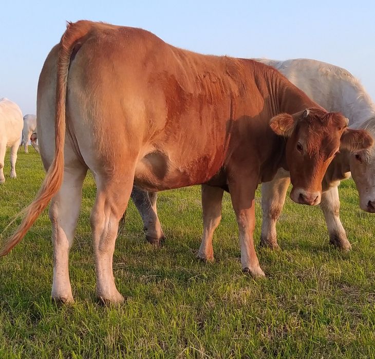 Jałówki LIMOUSIN   - Cielne