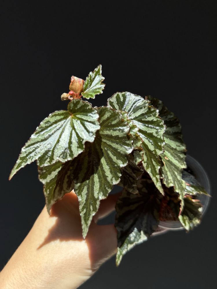 Бегония Peltata rajah angularis radi, amphioxus