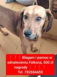 Poszukiwany Falkon