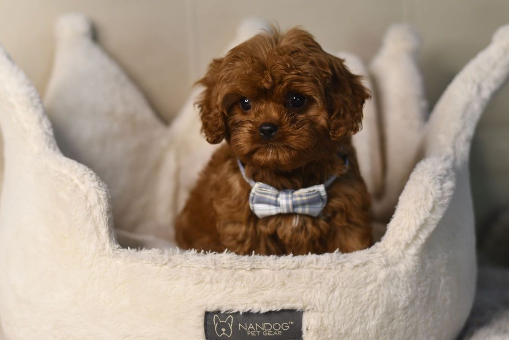 Cavapoo F1 RED BROWN wyjątkowy chłopiec gotowy do odbioru