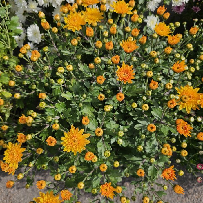 Шаровидна хризантема мультифлора