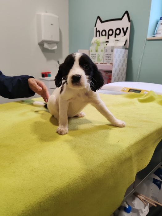 Cachorros porte grande