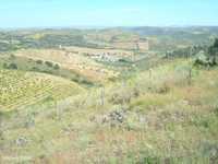 Excelente terreno agrícola localizado na aldeia de Longroiva