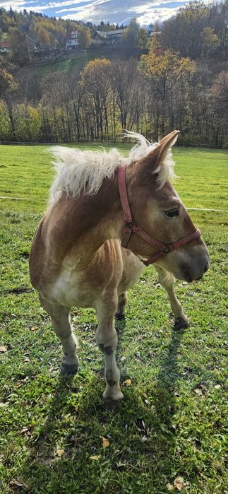 Ogierek Zimnokrwisty