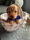 Pudel toy - samiec toy/ mini