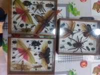 Colecção de insectos - amazonia - Peru