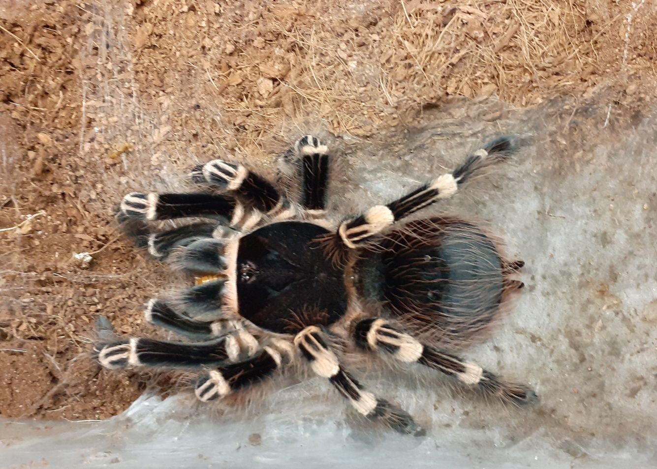 Duży ptasznik białokolanowy samica Acanthoscurria geniculata