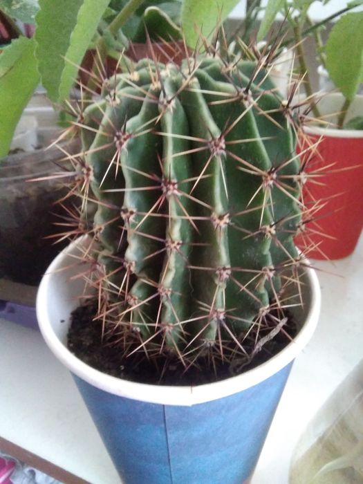 .Рэо. Кактусы, суккуленты.