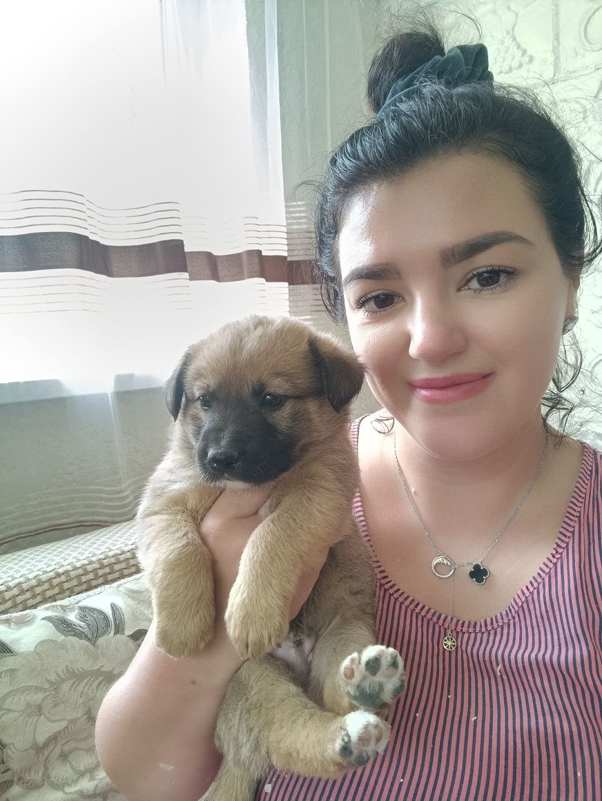 Цуценя в добрі руки
