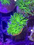Euphyllia Glabrescens Toxic Fluo FLUOLAMPS WYSYLKI