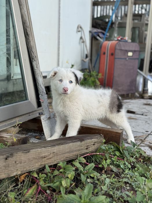 Border Collie azul merle