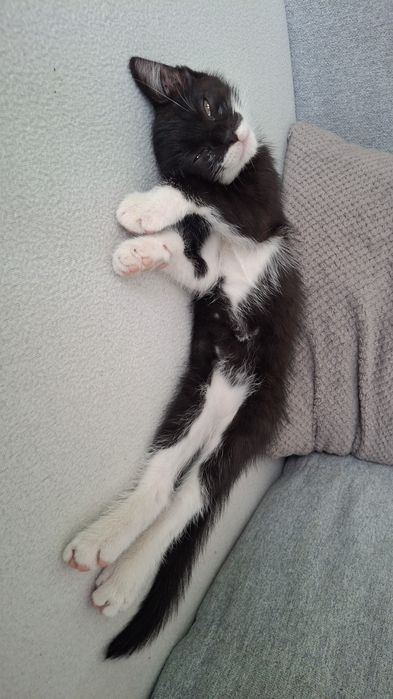 Oddam kotka w dobre ręce kotek szuka kochającego domku