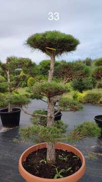 Drzewka Sosna czarna Niwaki w stylu Bonsai OZDOBNA