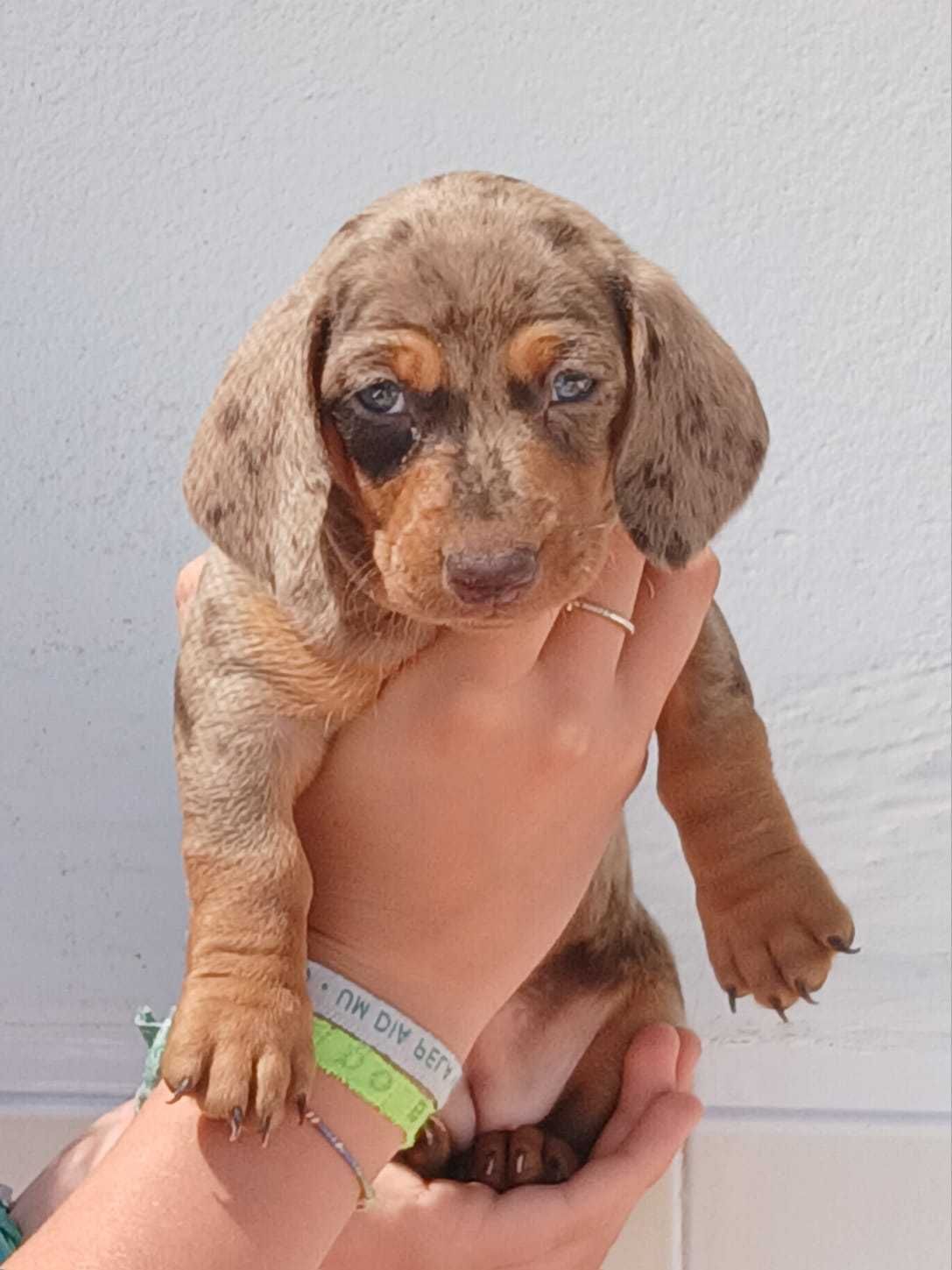 Teckel macho arlequim hcocolate