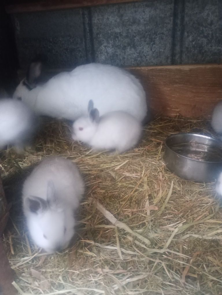 Króliki króle kalifornijskie