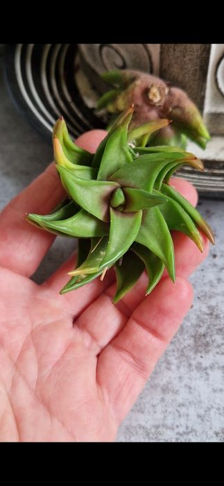 сукулент хавортія