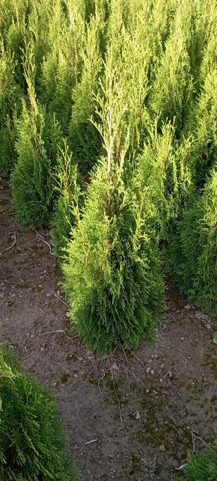Tuja Szmaragd 100 cm