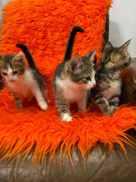 Oddam kotki w dobre ręce