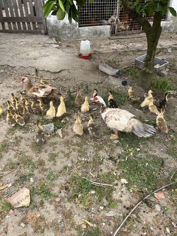 Patos mudos com 1 mes