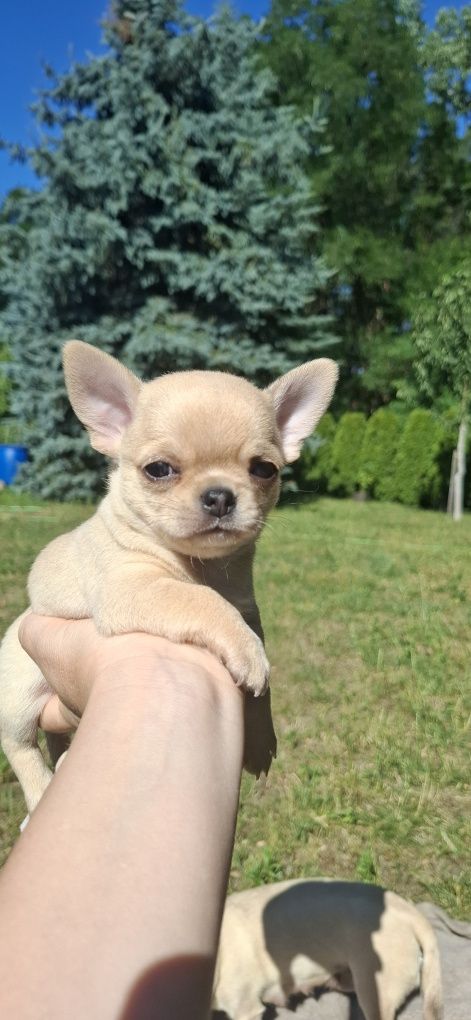 Chihuahua krótkowłosy FCI