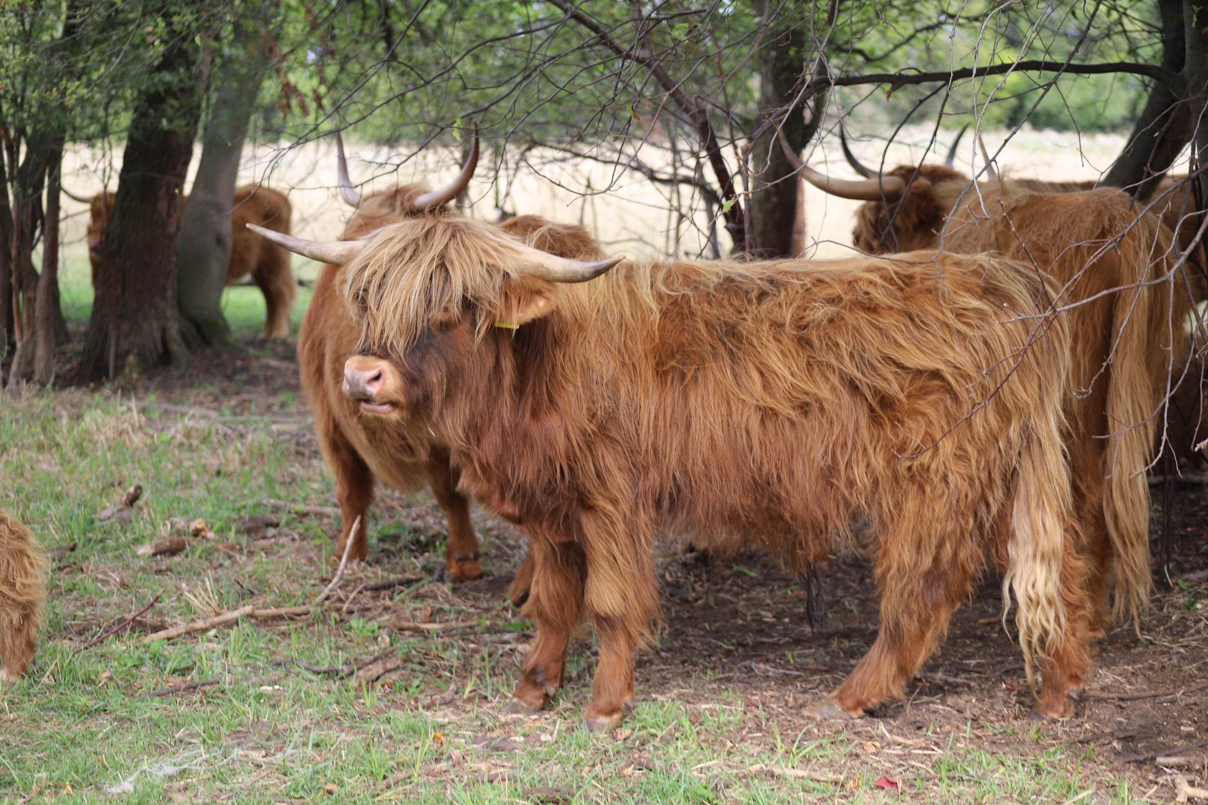 Highland Cattle bydło szkockie