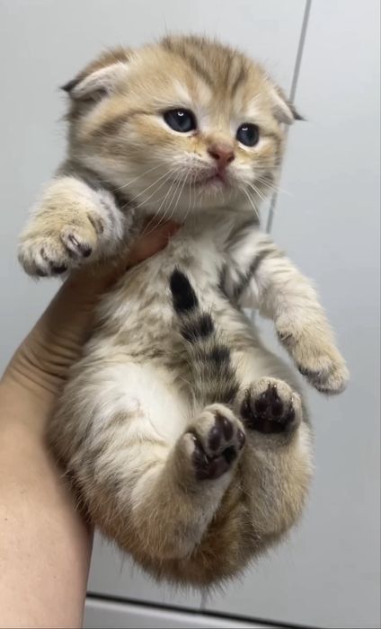 Котята шотоандские вислоухие, скотиш фолд, скотиш страйт,с вакцинами