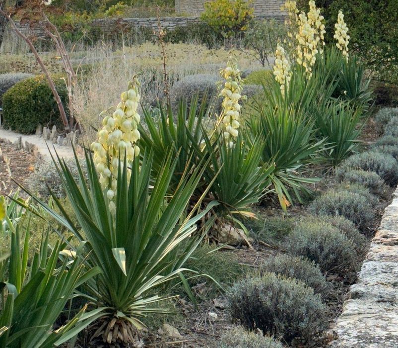 Лаванда_кусты лаванды_юкка