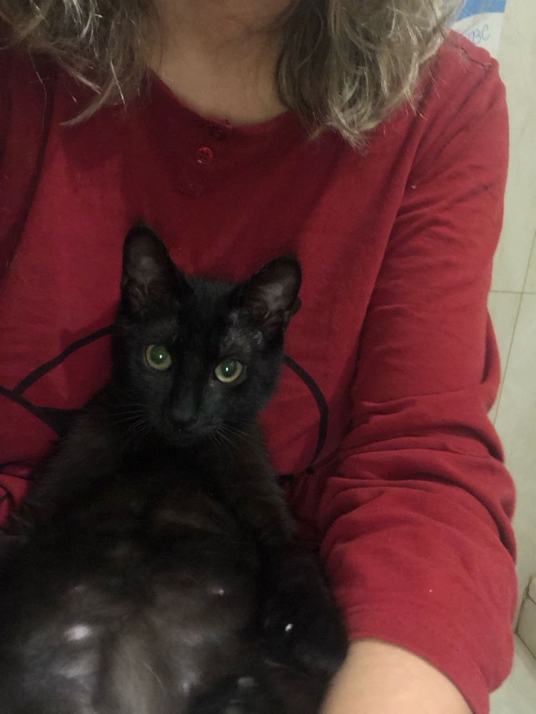 Gatinhos para adoção CONJUNTA
