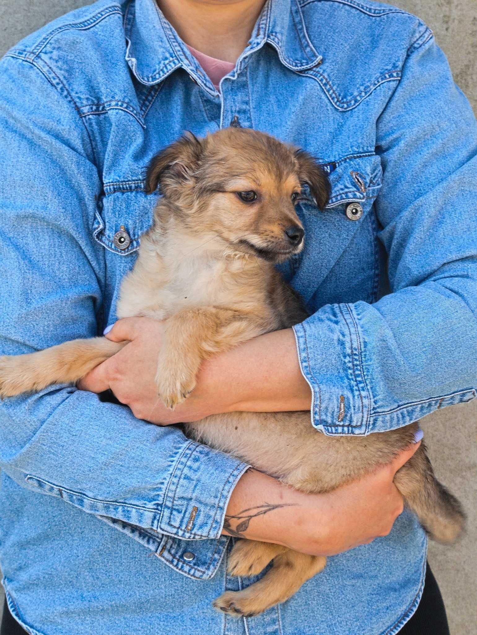 Chase - szczeniaczek, traci młodość w schronisku - do adopcji