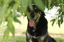 Do pilnej adopcji