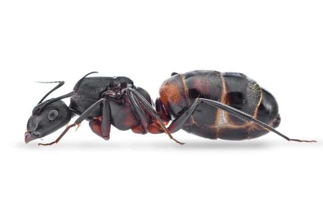 Mrówki - Camponotus cruentatus