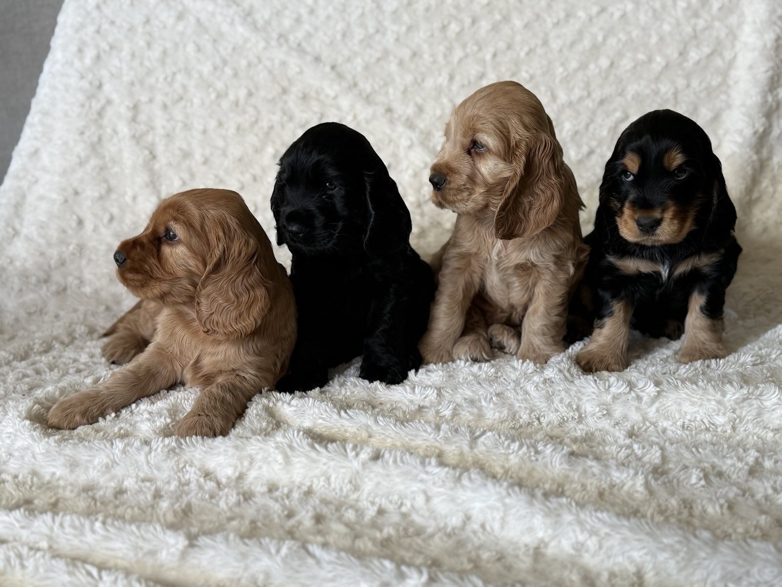 Cocker Spaniel Angielski - suczka Amber - Zarezerwowana