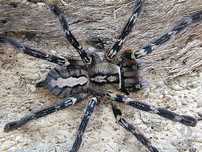Pojemnik z lokatorem poecilotheria ornata.