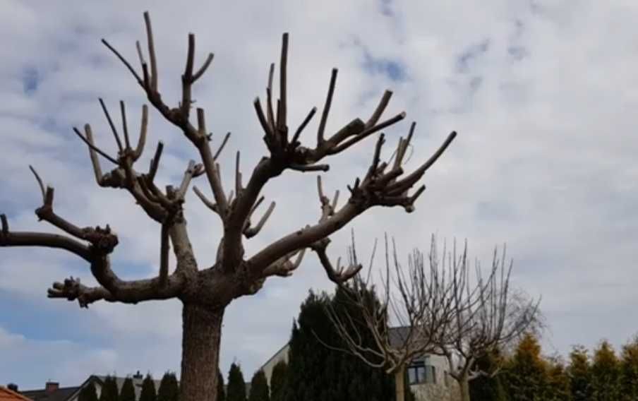 Wycinanie,przycinanie drzew krzewy, rębak,koszenie traw, tuje,żywopłot