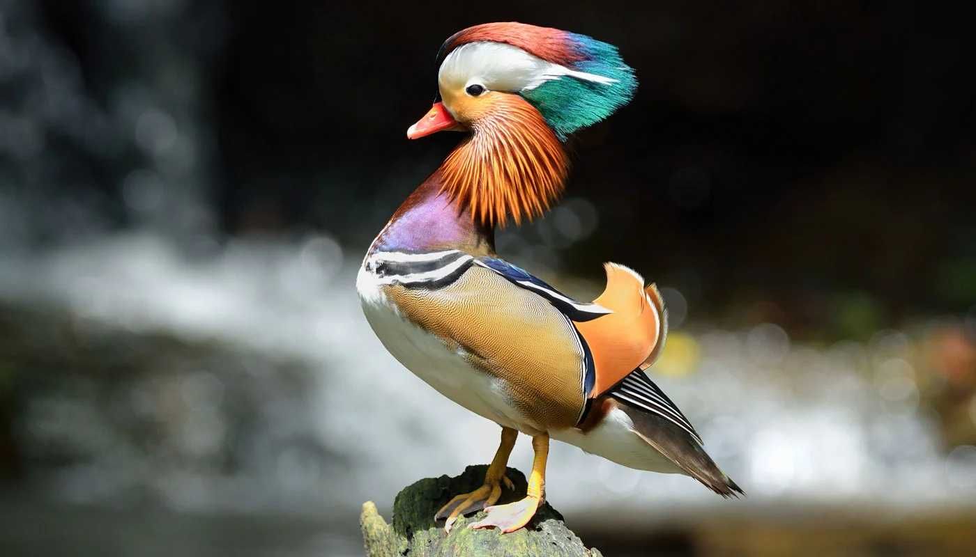 Patos ornamentais
