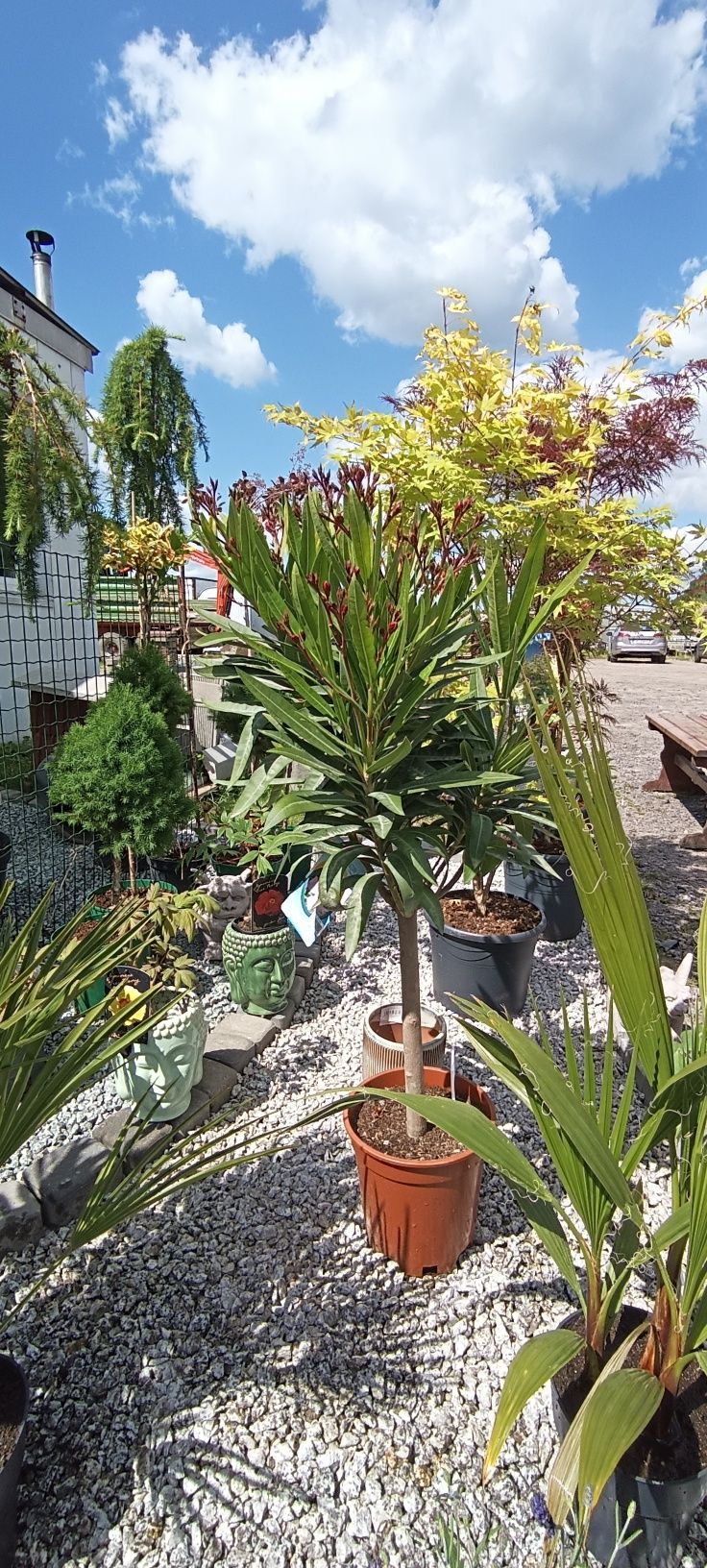Klony palmowe,drzewko oliwkowe,oleander