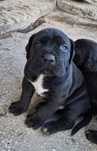 Cane Corso Preto Casa do tavarsbull