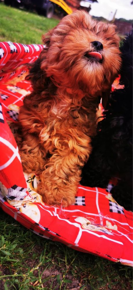 Shihpoo suczka pudel toy