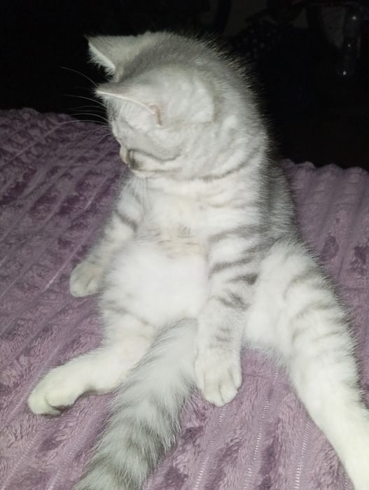 Шотландська дівчинка