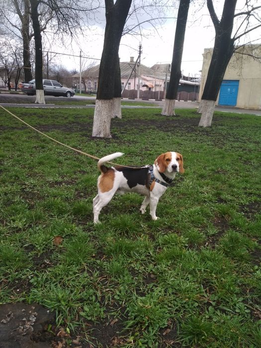 Предлагаю к вязке кобеля бигля