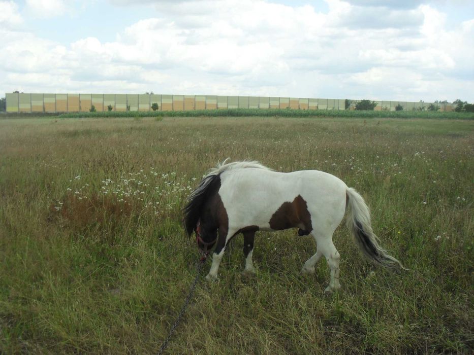 Spokojny łagodny kucyk