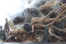 Akcesoria do terrarium - nagrobki, elementy wystroju dla pająków