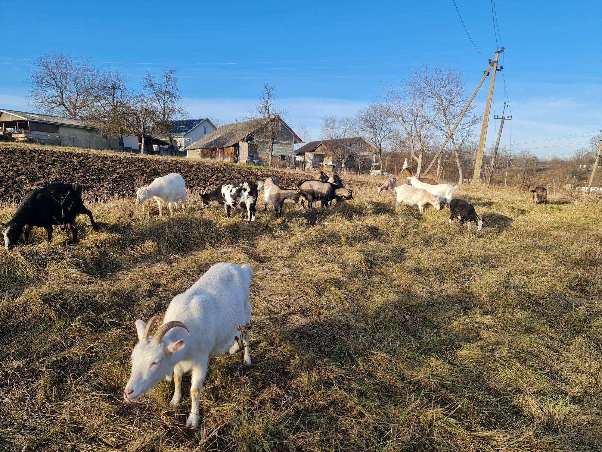 Продам козу | Продаються кози