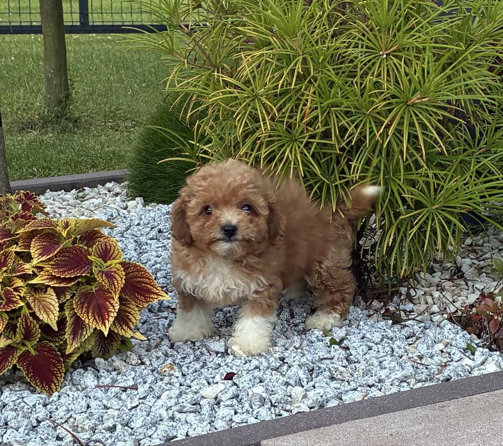 Bichpoo Maltipoo super suczka