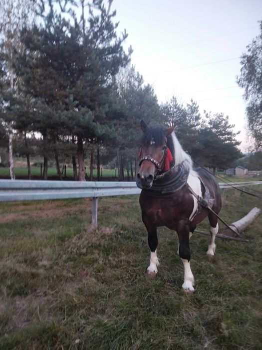 Srokaty ogier zimnokrwisty!